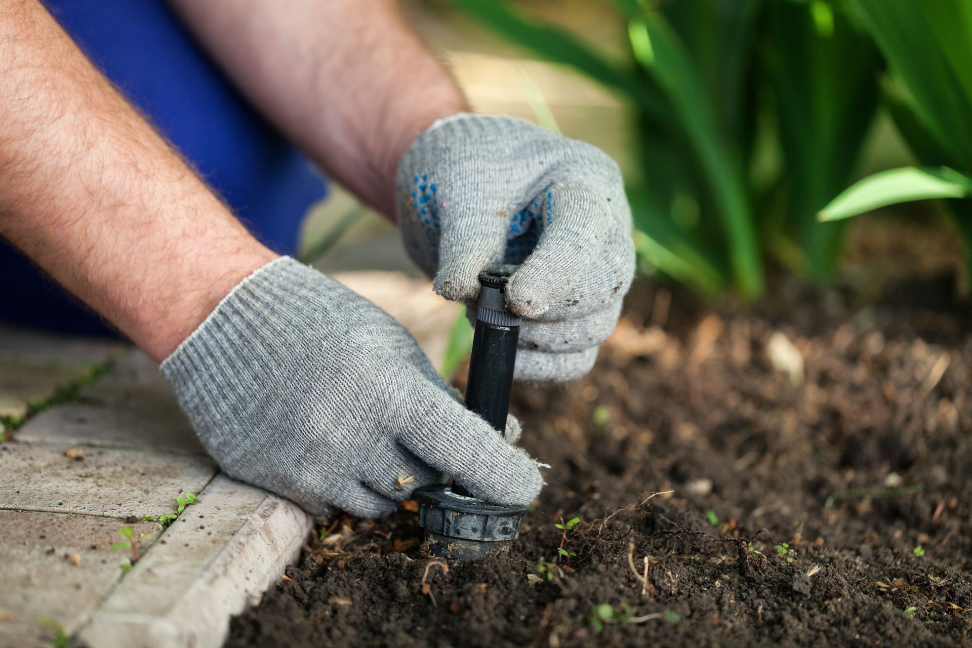 Des mains gantées plantent un jeune plant dans une plate-bande au bord d'un chemin de pierres.