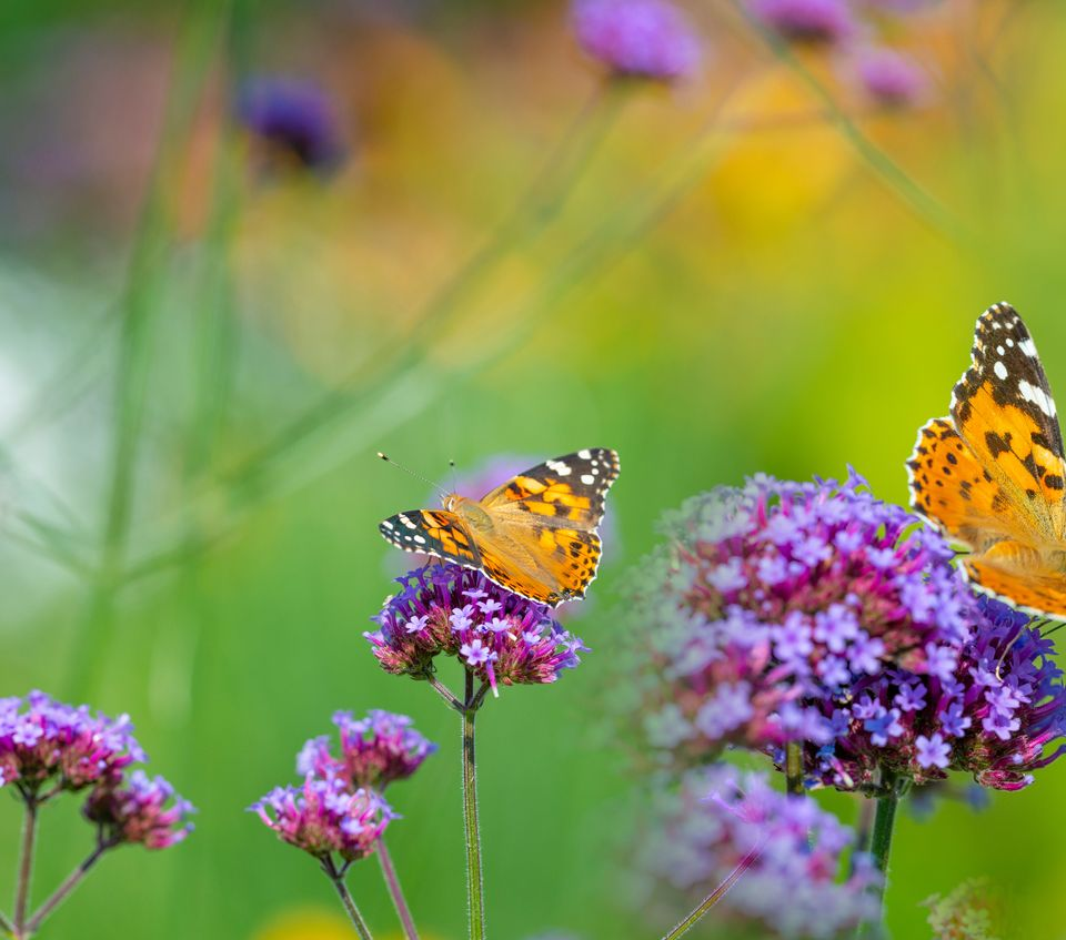 Deux papillons orange et noir sur des fleurs violettes dans une prairie colorée.