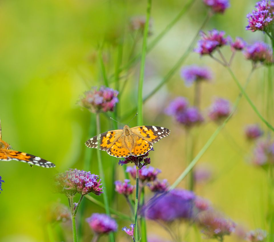 Papillon orange sur des fleurs sauvages violettes dans une prairie verte.
