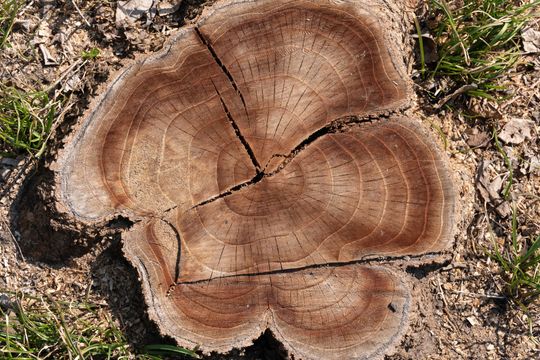 Coupe transversale d'une souche d'arbre sur sol sec.