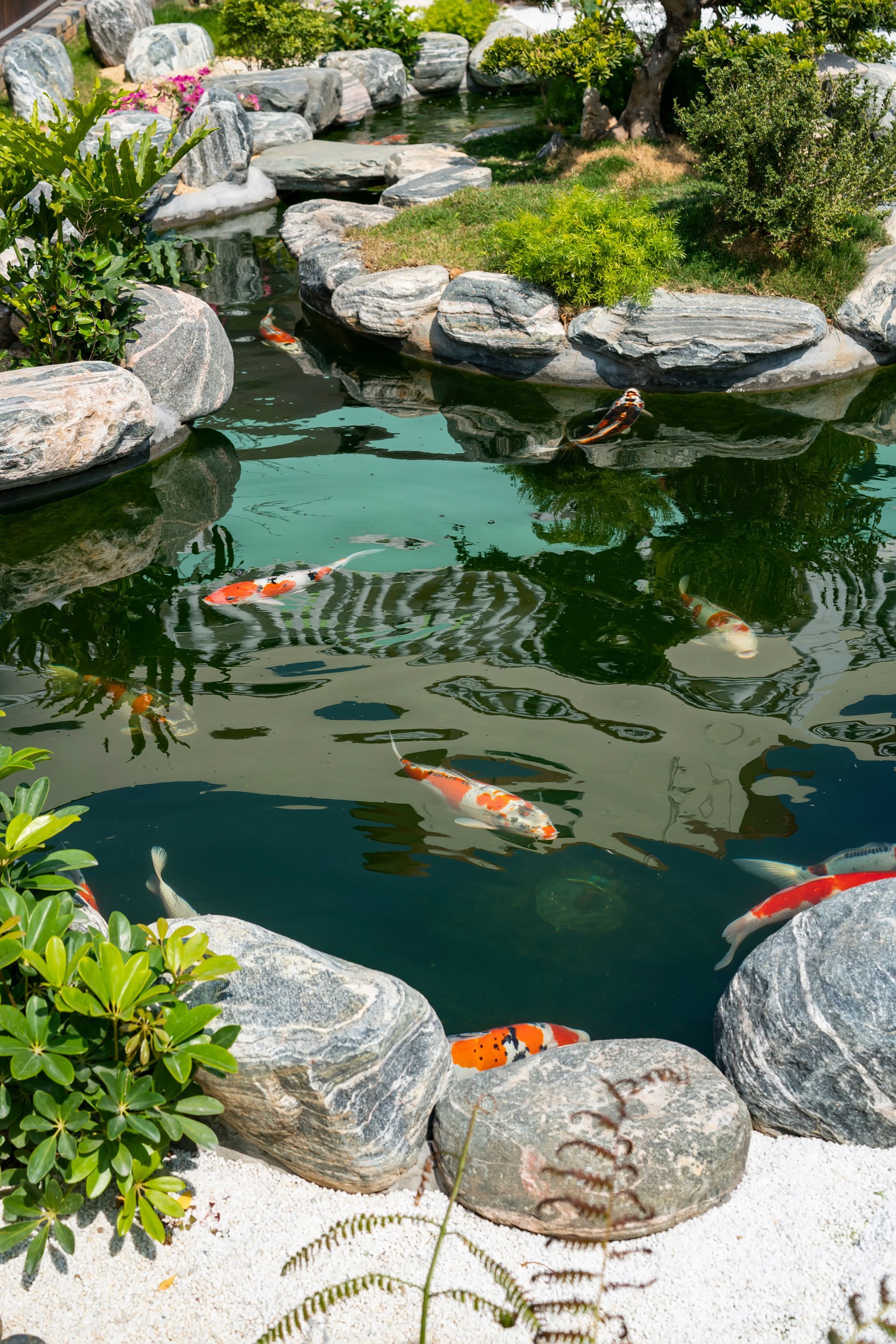 Des carpes koï nageant dans un bassin de jardin avec des rochers et de la verdure.