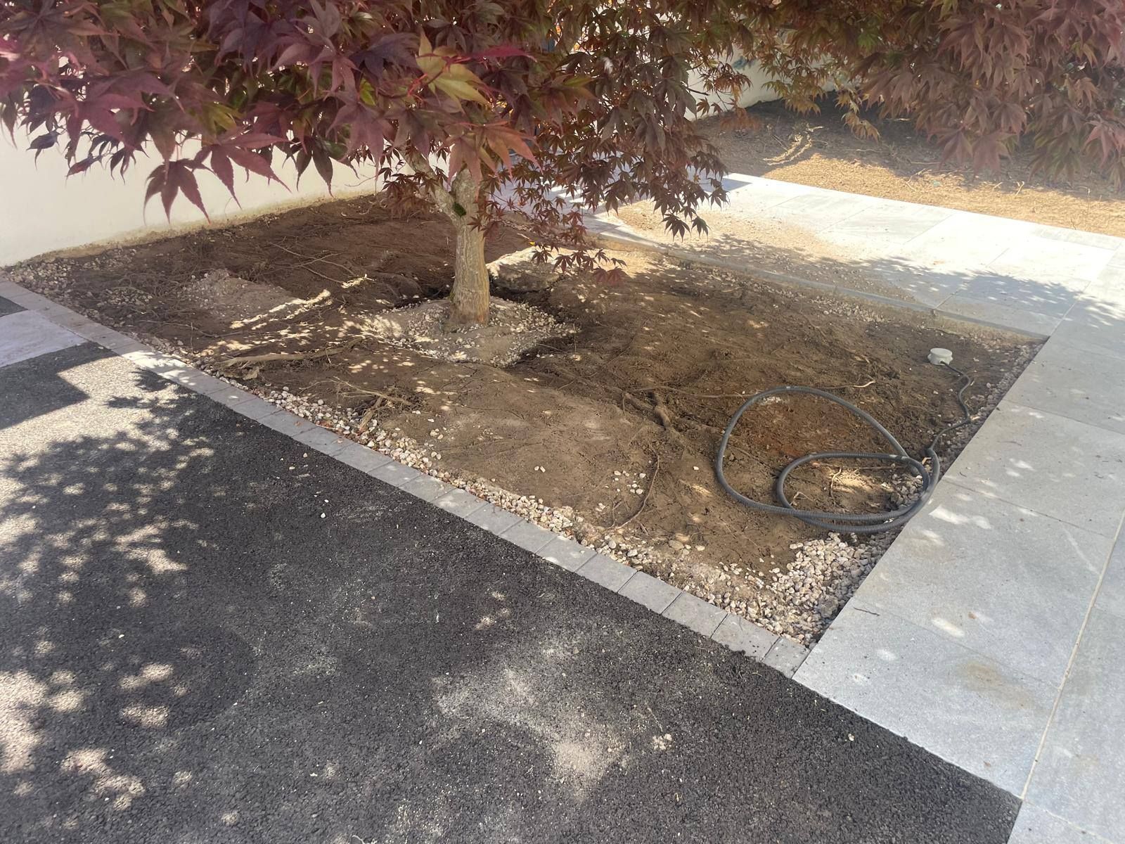 Arbre dans un parterre de terre, à côté d'un trottoir et d'une aire de stationnement asphaltée, avec un tuyau d'irrigation apparent.