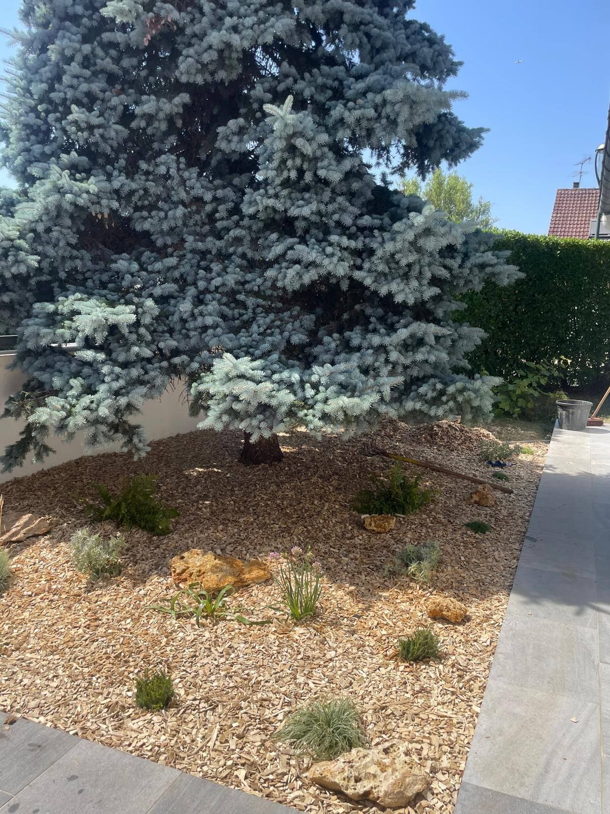 Petit jardin paysager avec un épicéa bleu, du paillis de gravier et une allée longeant une haie.