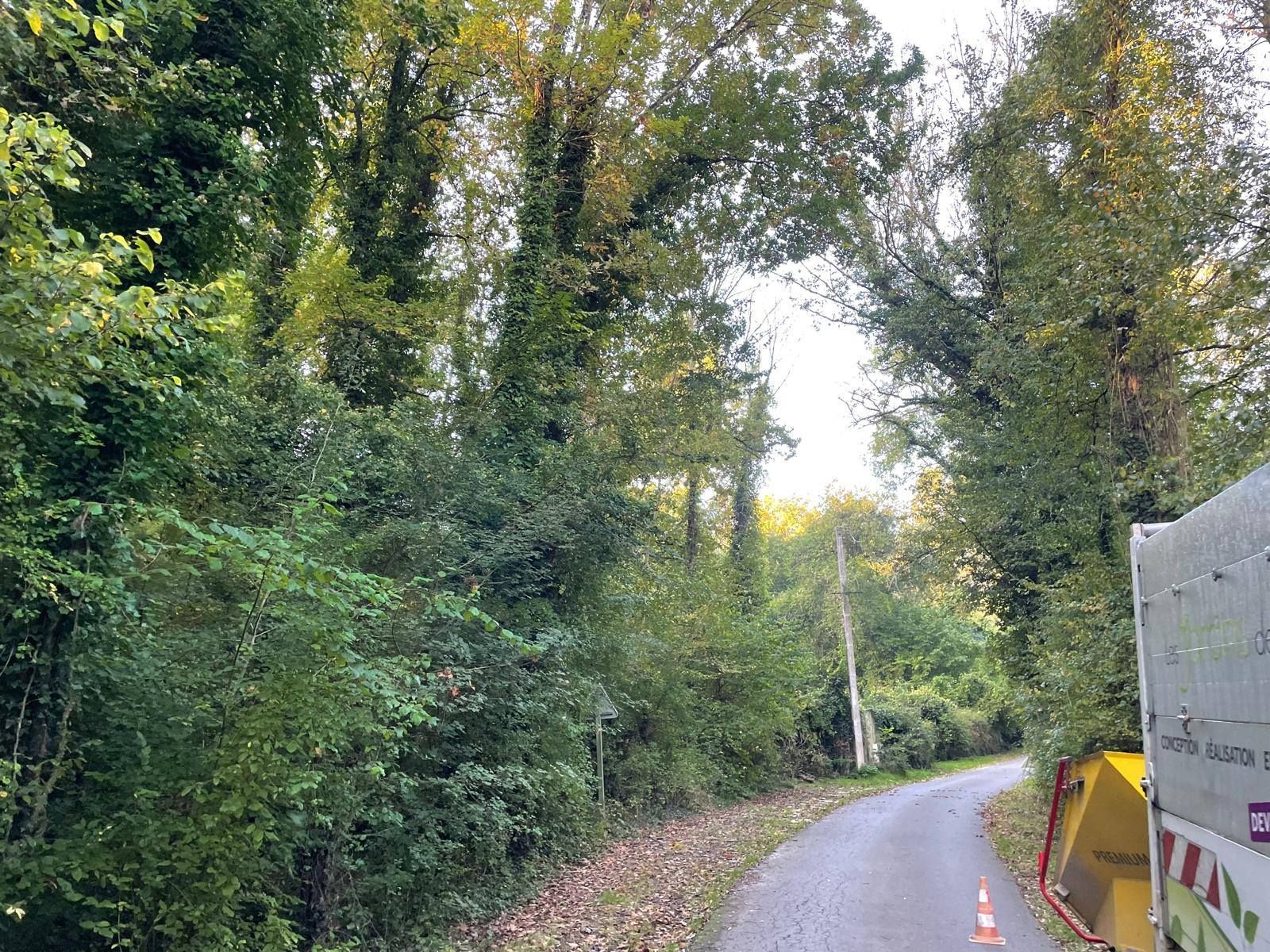 Route étroite et sinueuse traversant une forêt dense et verdoyante avec des barrières de chantier orange.