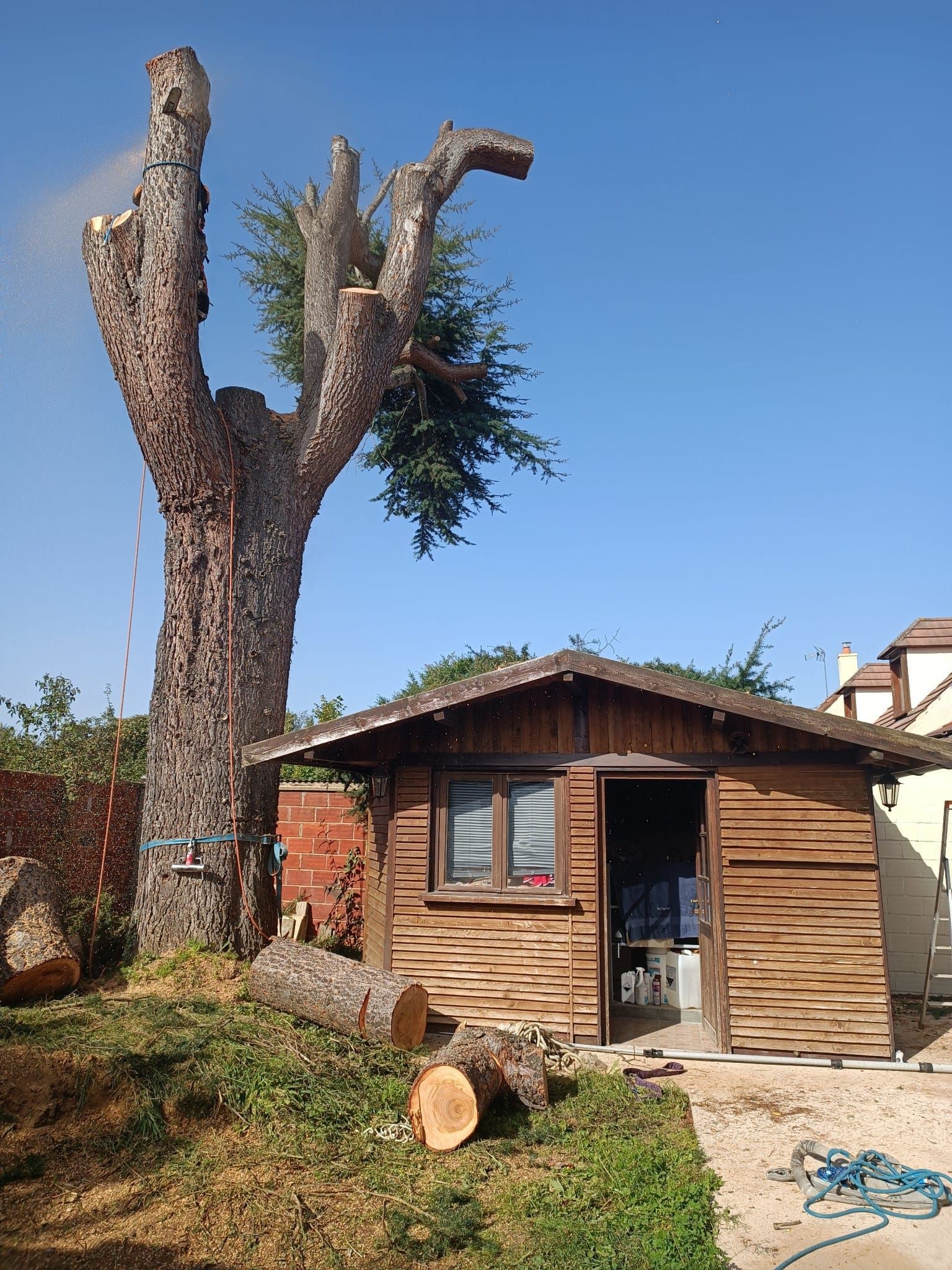 Souche d'arbre coupée à côté d'un petit abri en bois sous un ciel bleu clair.