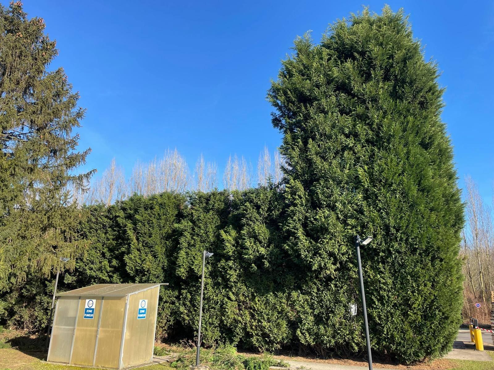 Parking bordé d'arbres, ciel bleu et conteneur utilitaire beige au premier plan.