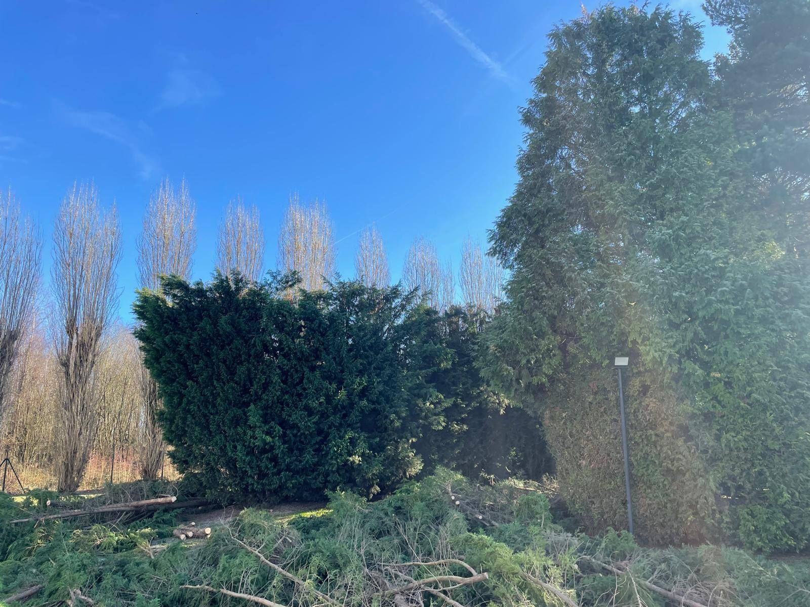 Jardin ensoleillé avec une haie taillée, de grands arbres et un ciel bleu en arrière-plan.