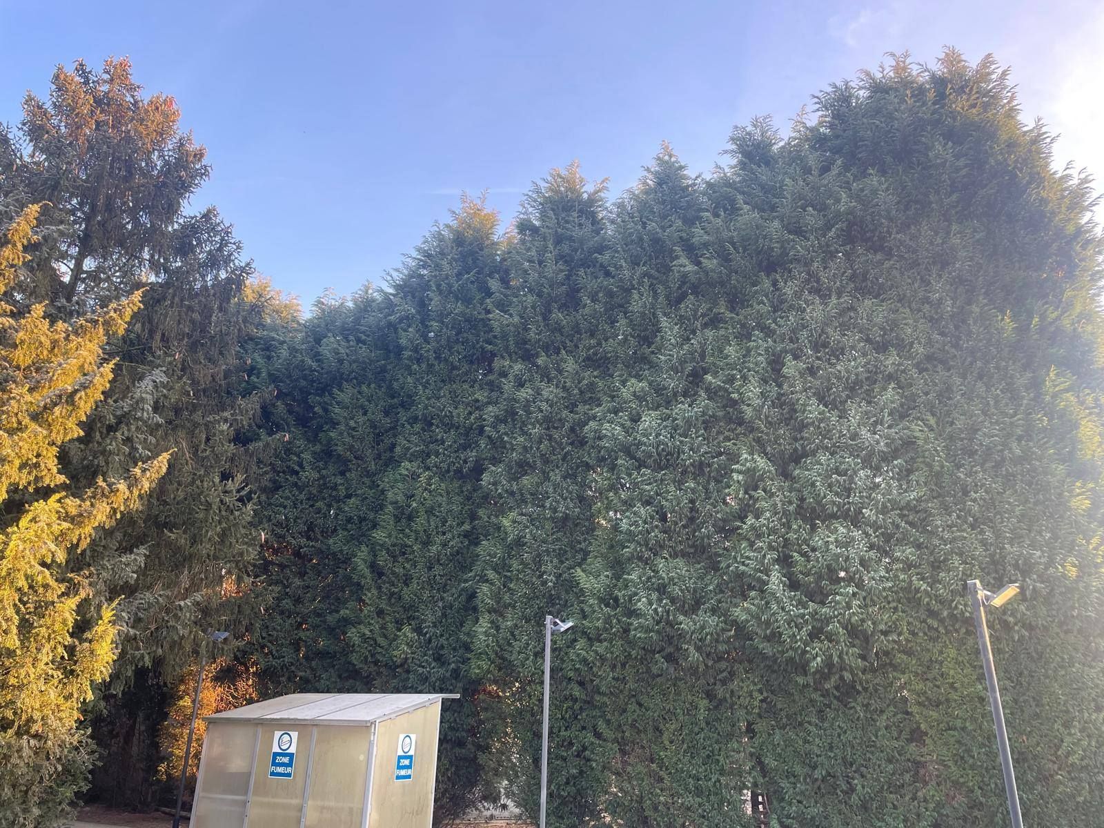 Une haute haie dense borde un petit abri de jardin et des lampadaires dans un espace extérieur ensoleillé.