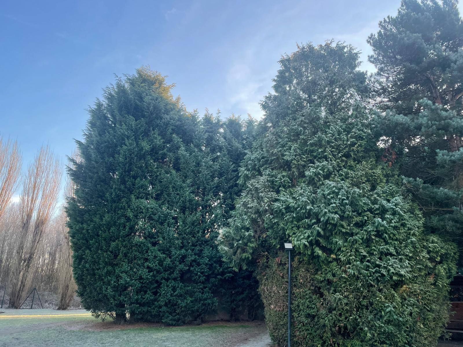 Arbustes et arbres à feuilles persistantes denses dans une cour paysagée sous un ciel bleu.