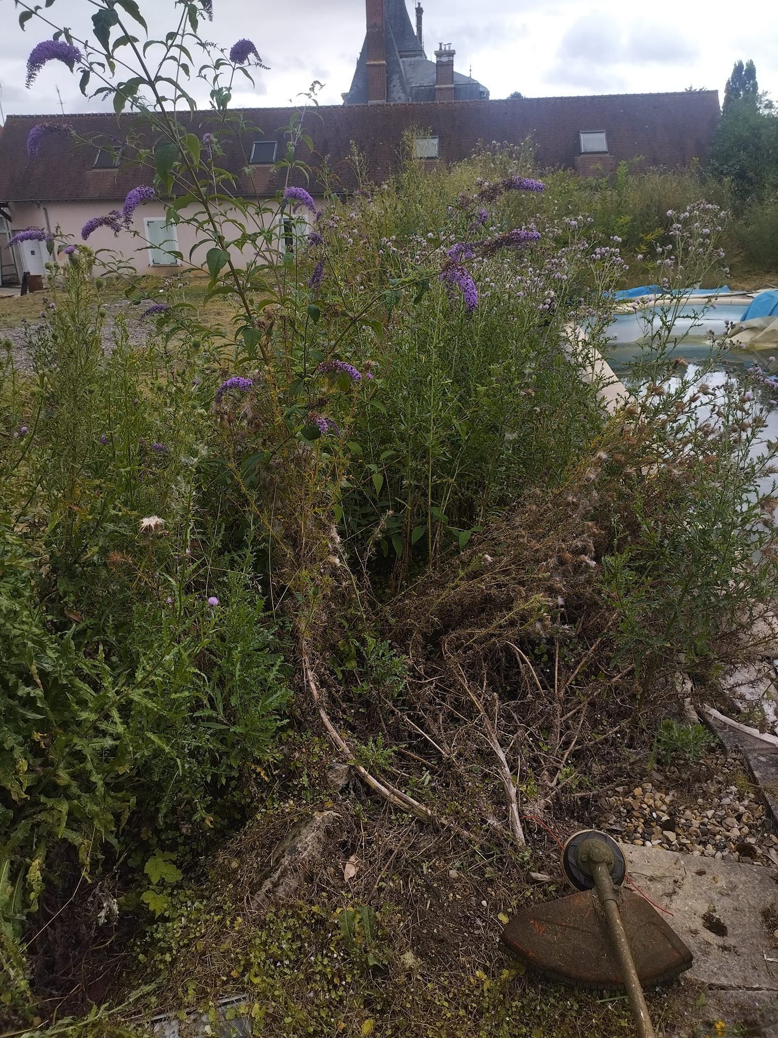 Un arbuste envahissant à fleurs violettes se trouve près d'un mur et de voitures garées dans un espace extérieur ensoleillé.