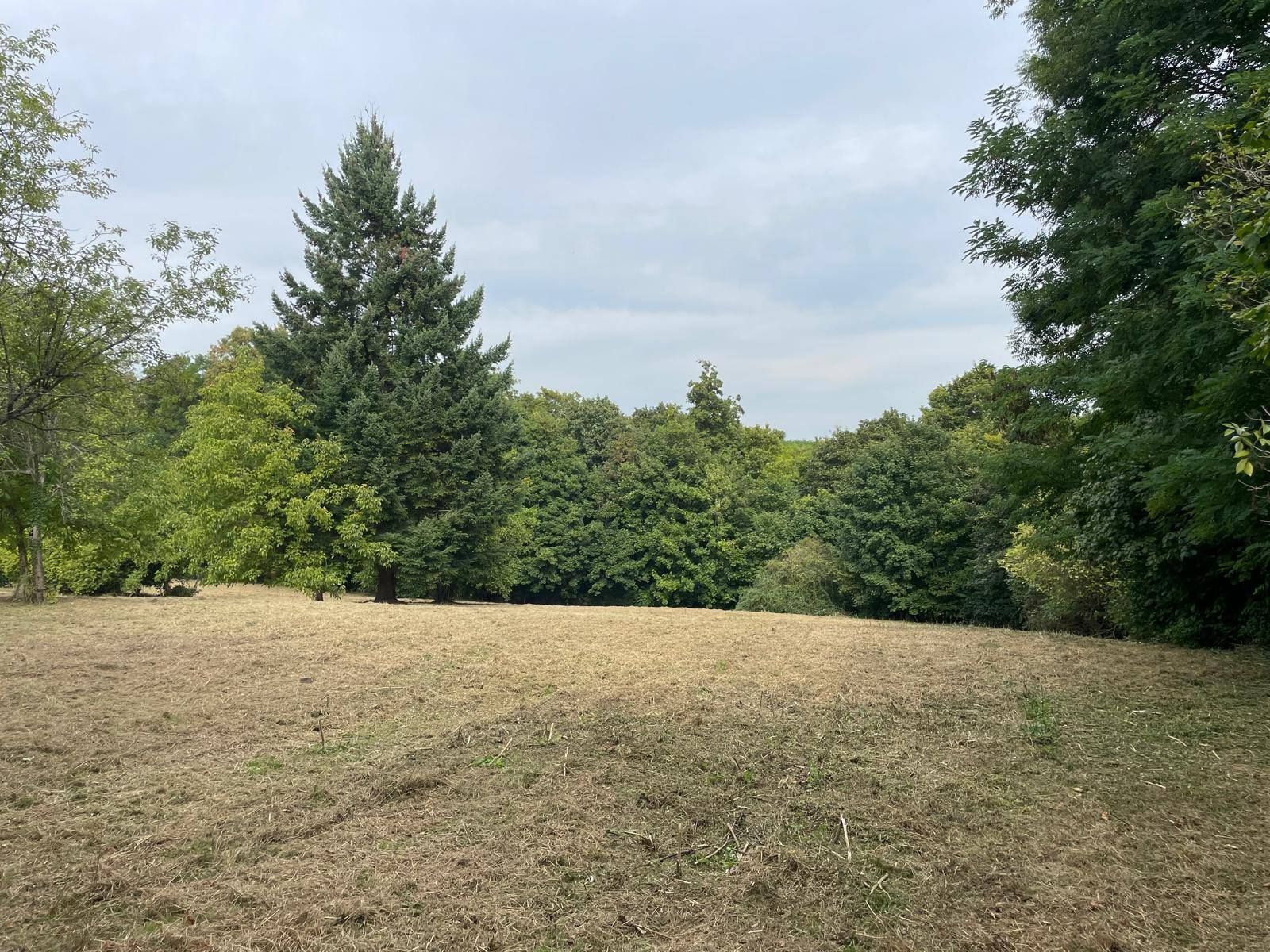 Clairière herbeuse bordée d'arbres verts denses sous un ciel nuageux.