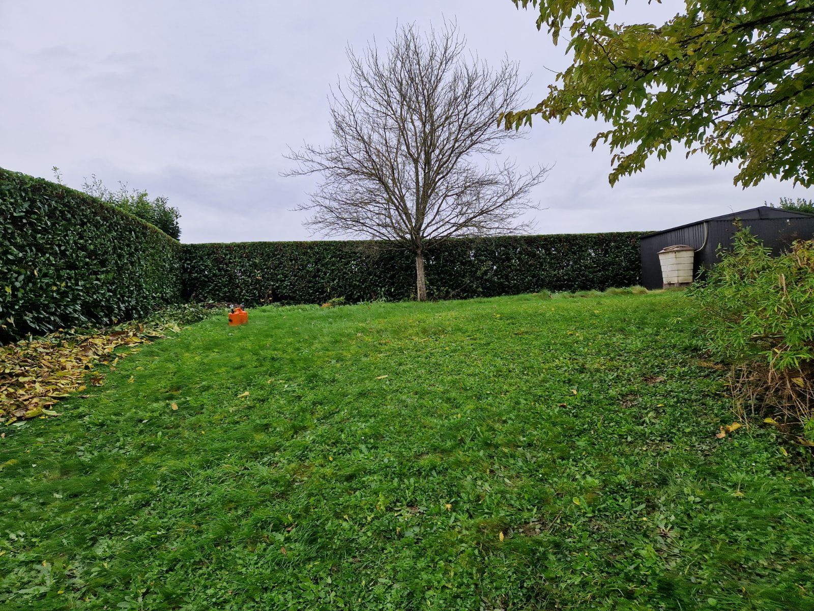Cour arrière herbeuse avec des haies, un arbre sans feuilles et une poubelle à roulettes sous un ciel nuageux.