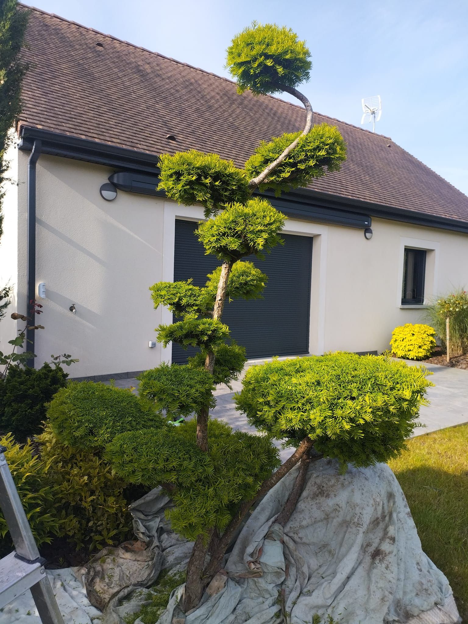Des arbustes de jardin taillés et une maison blanche au toit de tuiles baignée de soleil.