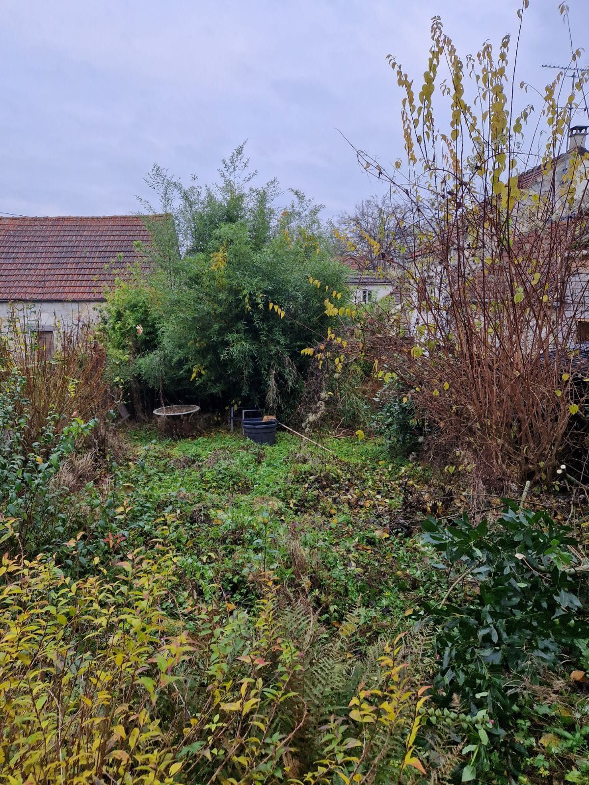 Jardin arrière envahi par la végétation, avec des arbustes, des mauvaises herbes et le toit d'une maison en arrière-plan.
