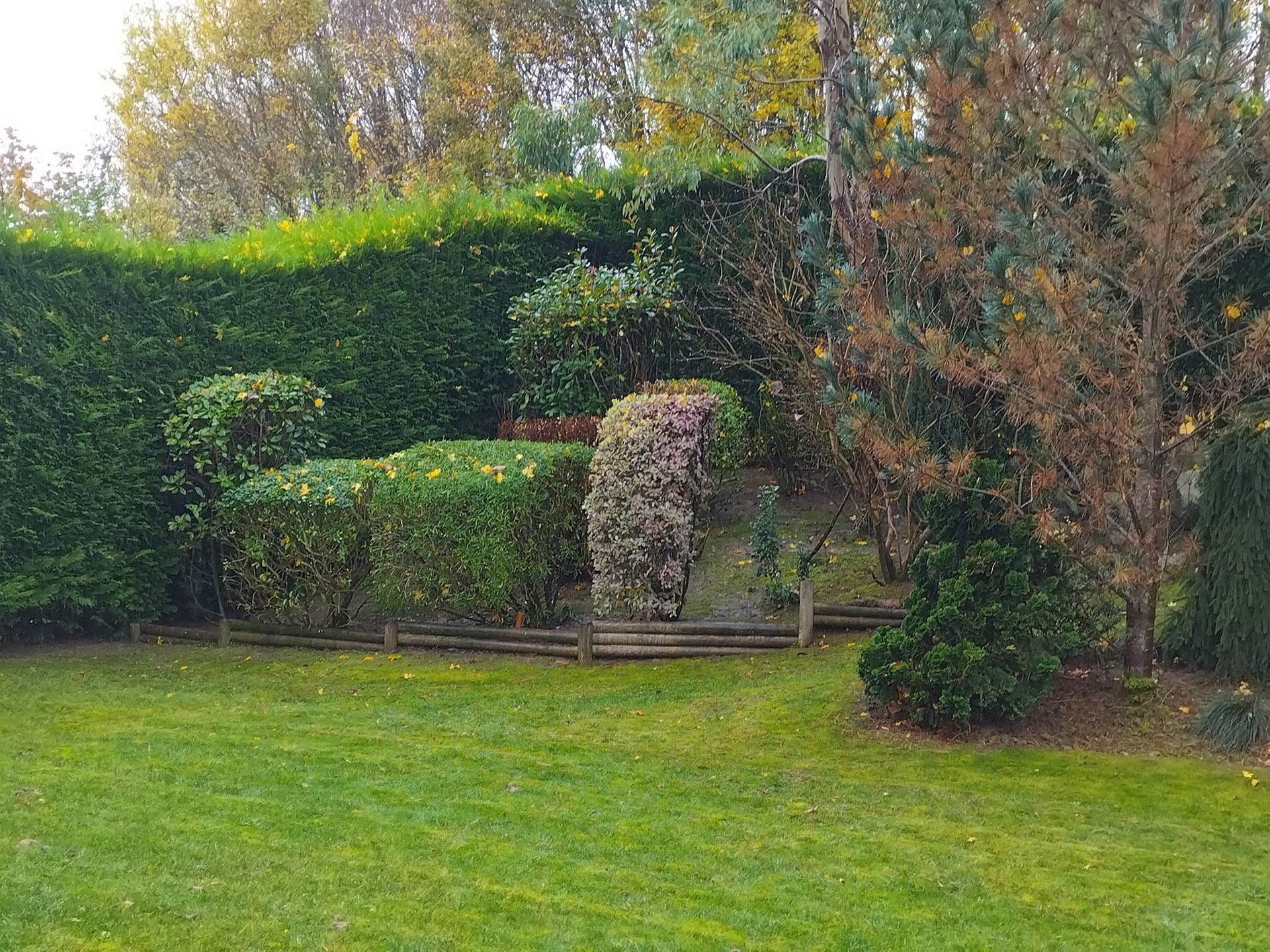 Jardin arrière avec une pelouse verte, de hautes haies et une petite sculpture de fontaine en pierre.