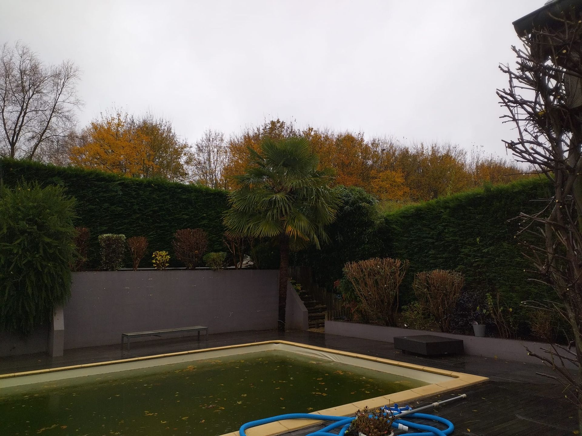 Piscine dans le jardin entourée de haies et d'arbres sous un ciel couvert.