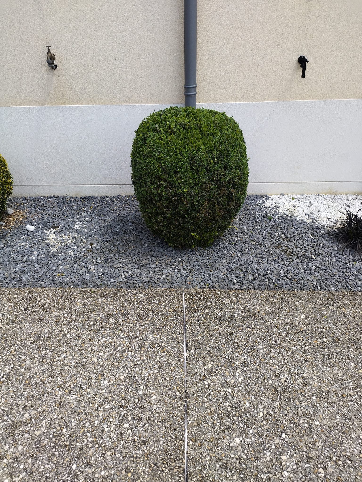 Un arbuste vert soigneusement taillé se dresse contre un mur beige, avec du gravier et un pavage moucheté en dessous.