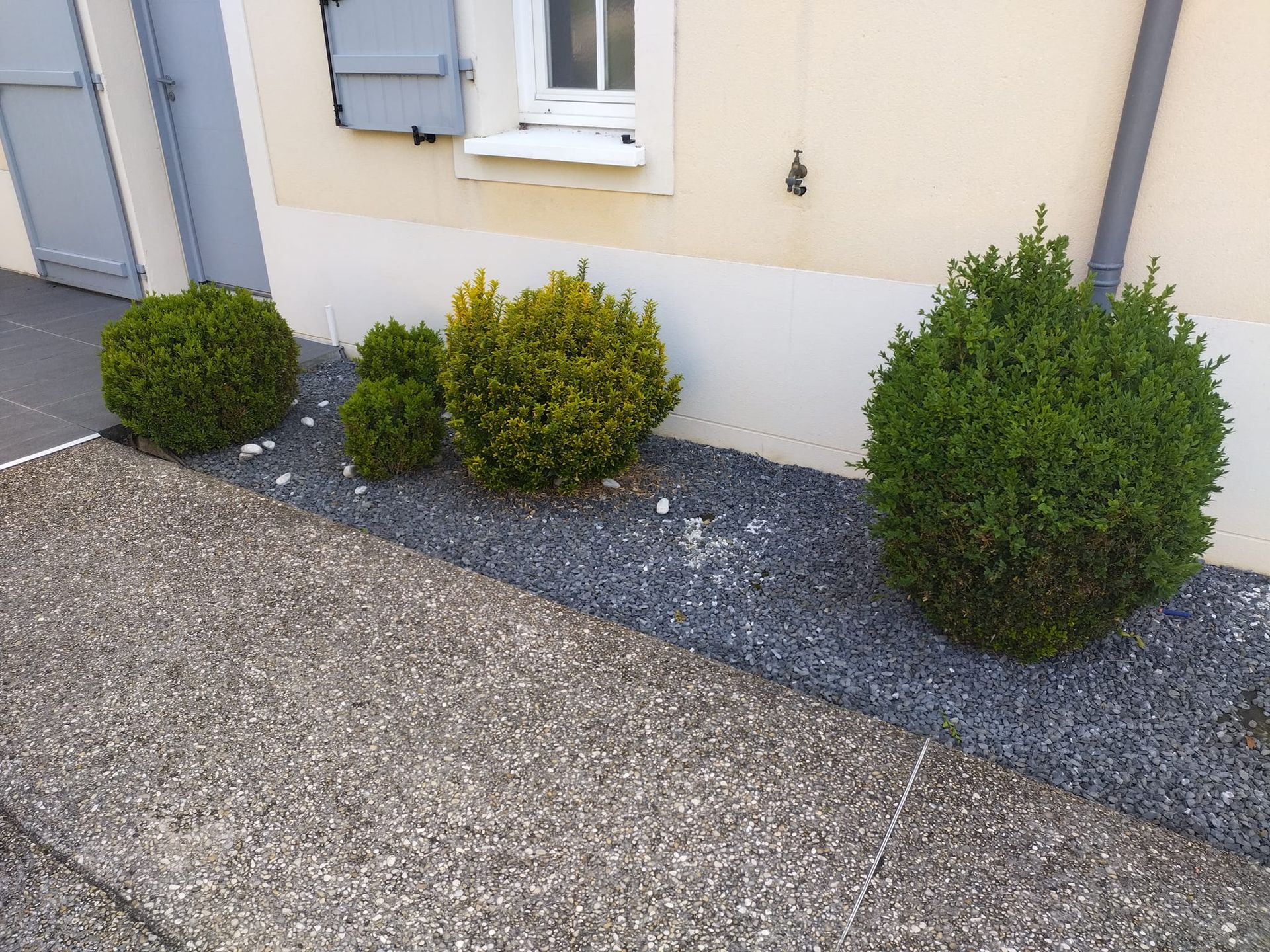 Trois arbustes dans du gravier gris près d'un mur et d'une fenêtre beiges.