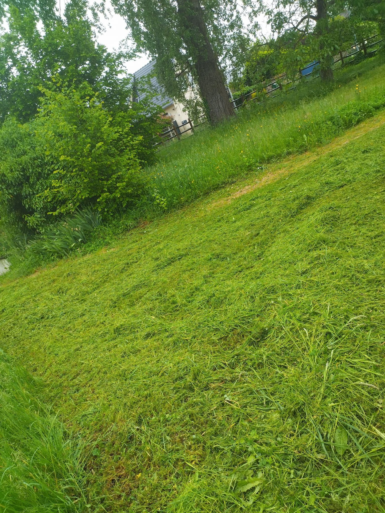 Colline herbeuse avec des arbres et un feuillage vert dense par temps nuageux.