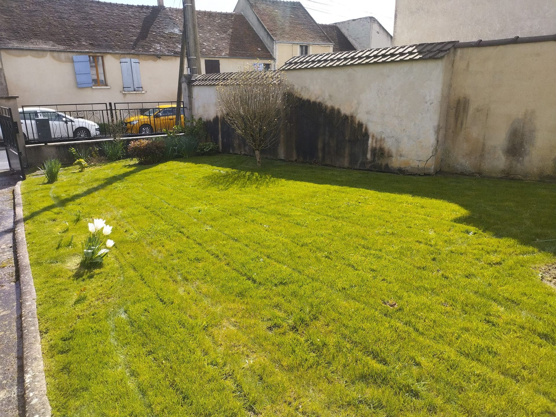 Pelouse ensoleillée à l'arrière, bordée d'un mur blanc et de maisons, avec une clôture et un arbuste dans un coin.