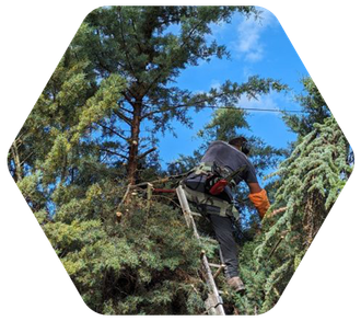 Un homme est debout sur une échelle dans un arbre.