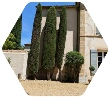 Une maison avec beaucoup d'arbres devant elle