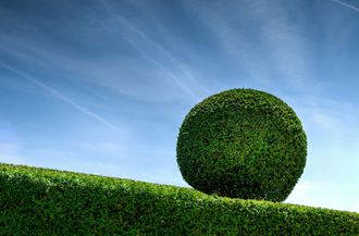 Un champ d'herbe verte luxuriante avec des arbres en arrière-plan