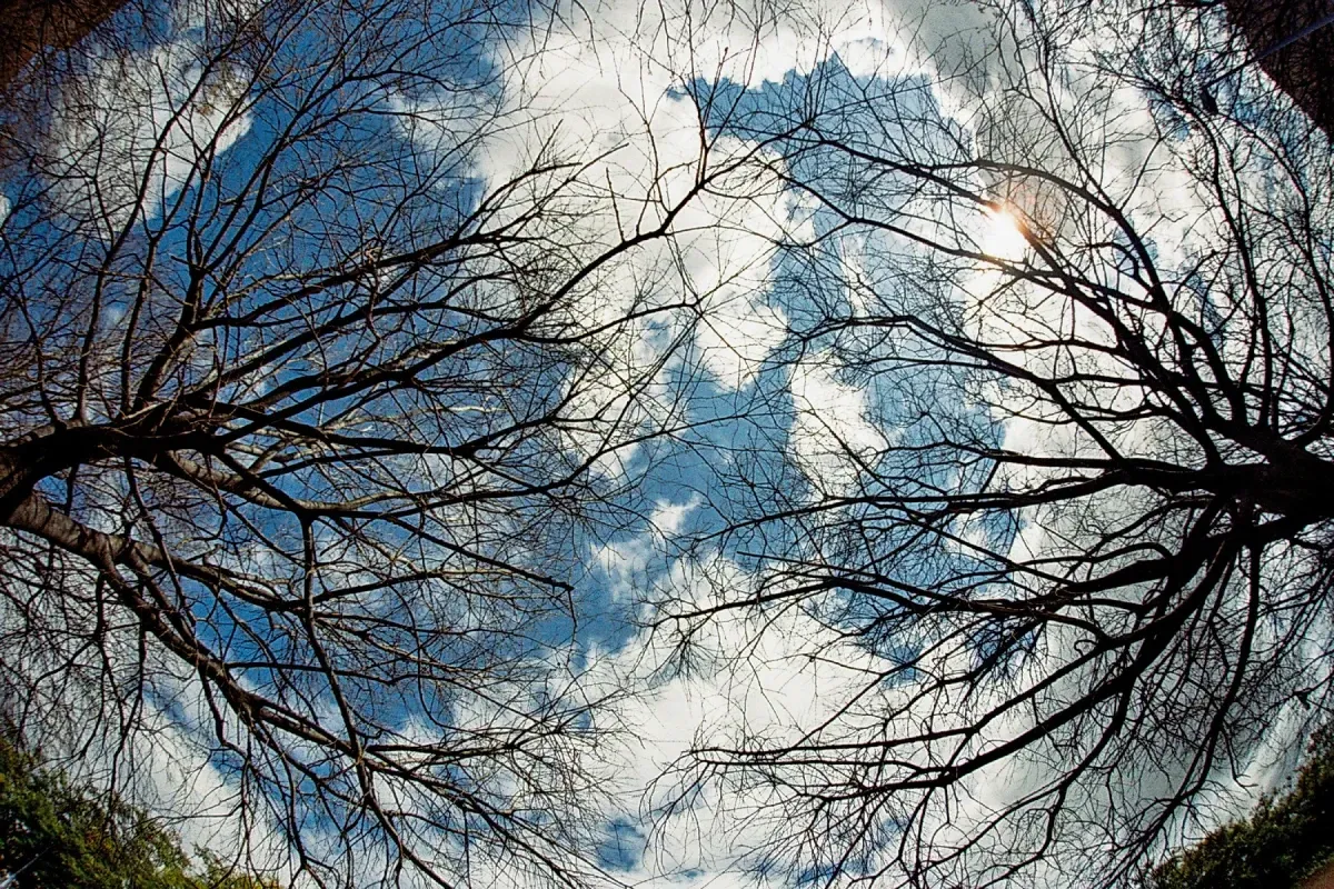 Mirando hacia un árbol con un cielo azul y nubes detrás de él.
