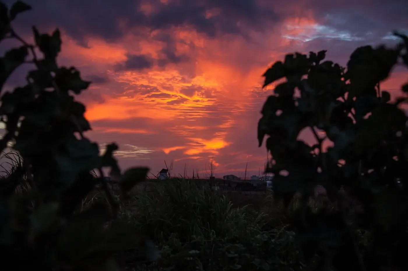 Una imagen borrosa de una puesta de sol con árboles en primer plano.