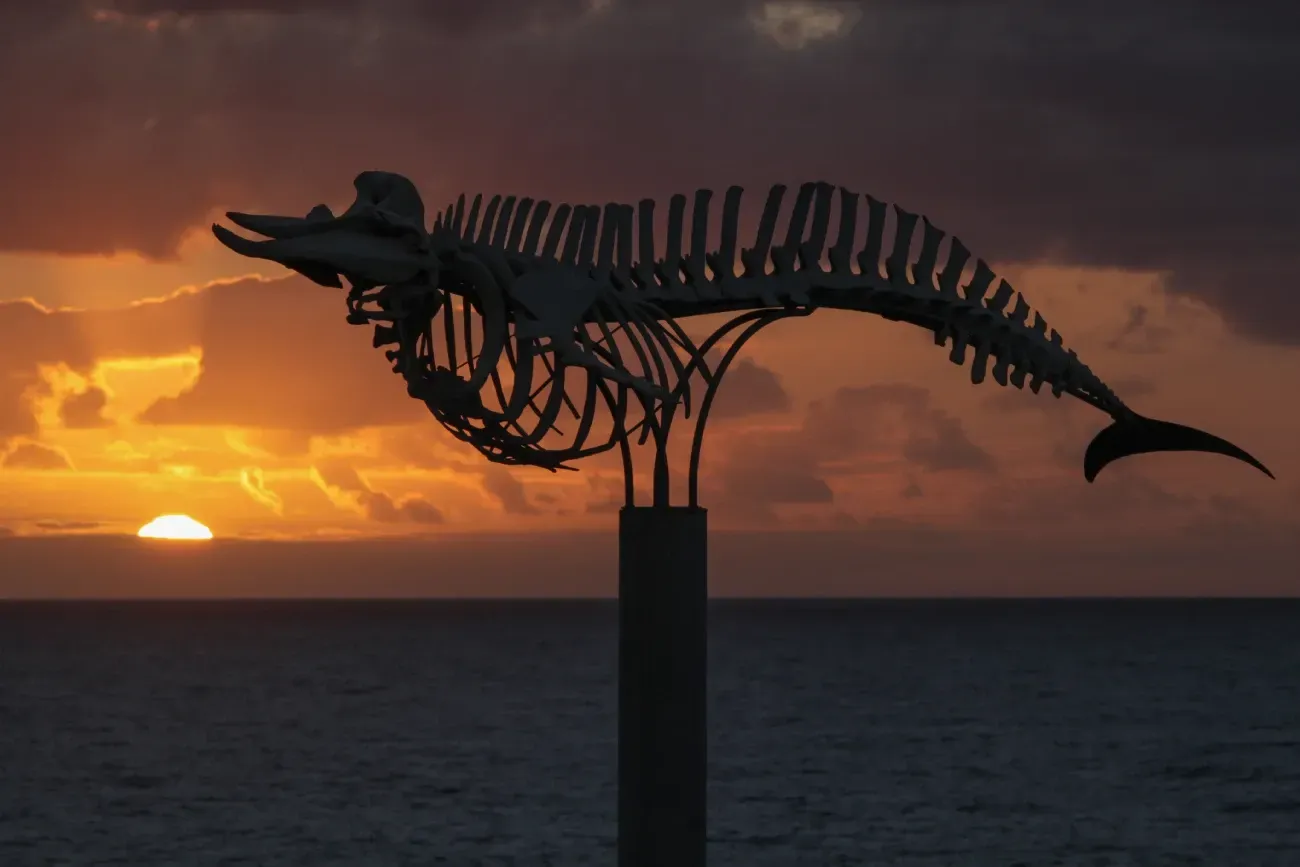 Un esqueleto de un delfín está en un poste en el océano al atardecer.