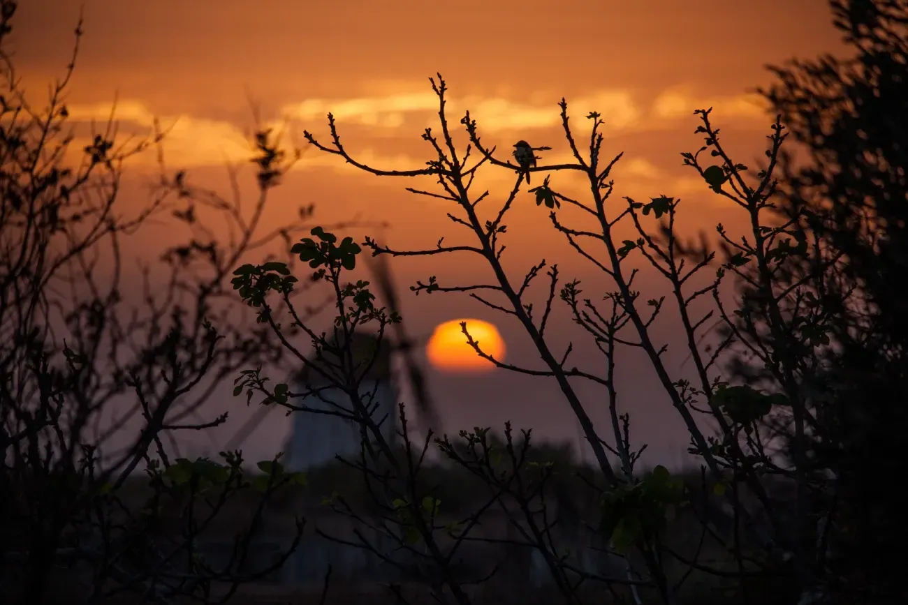 Una puesta de sol con árboles en primer plano y un edificio al fondo.