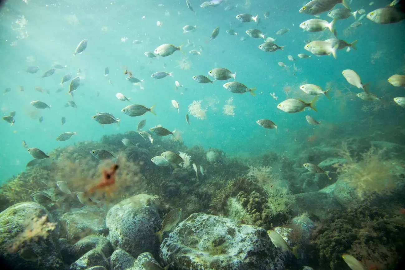 Un gran grupo de peces nada en el océano cerca de un arrecife de coral.