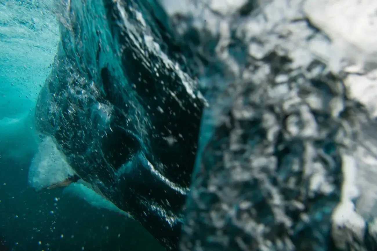 Un primer plano de un tiburón nadando en el océano.