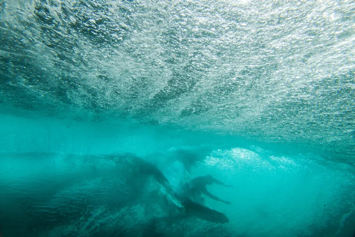 Un grupo de surfistas está montando una ola en el océano.