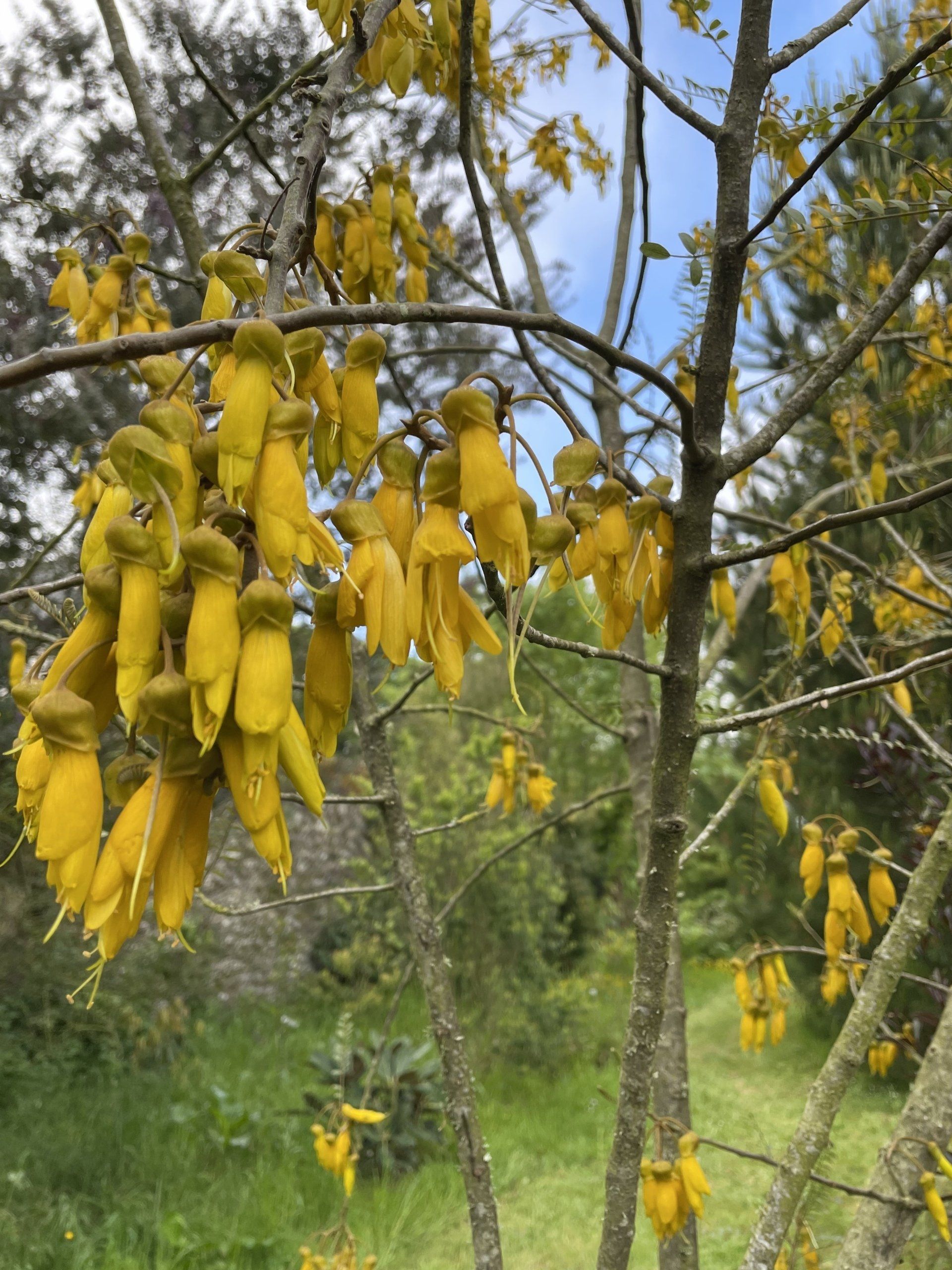 Production de plantes exotiques - Pépinières de St-Méloir