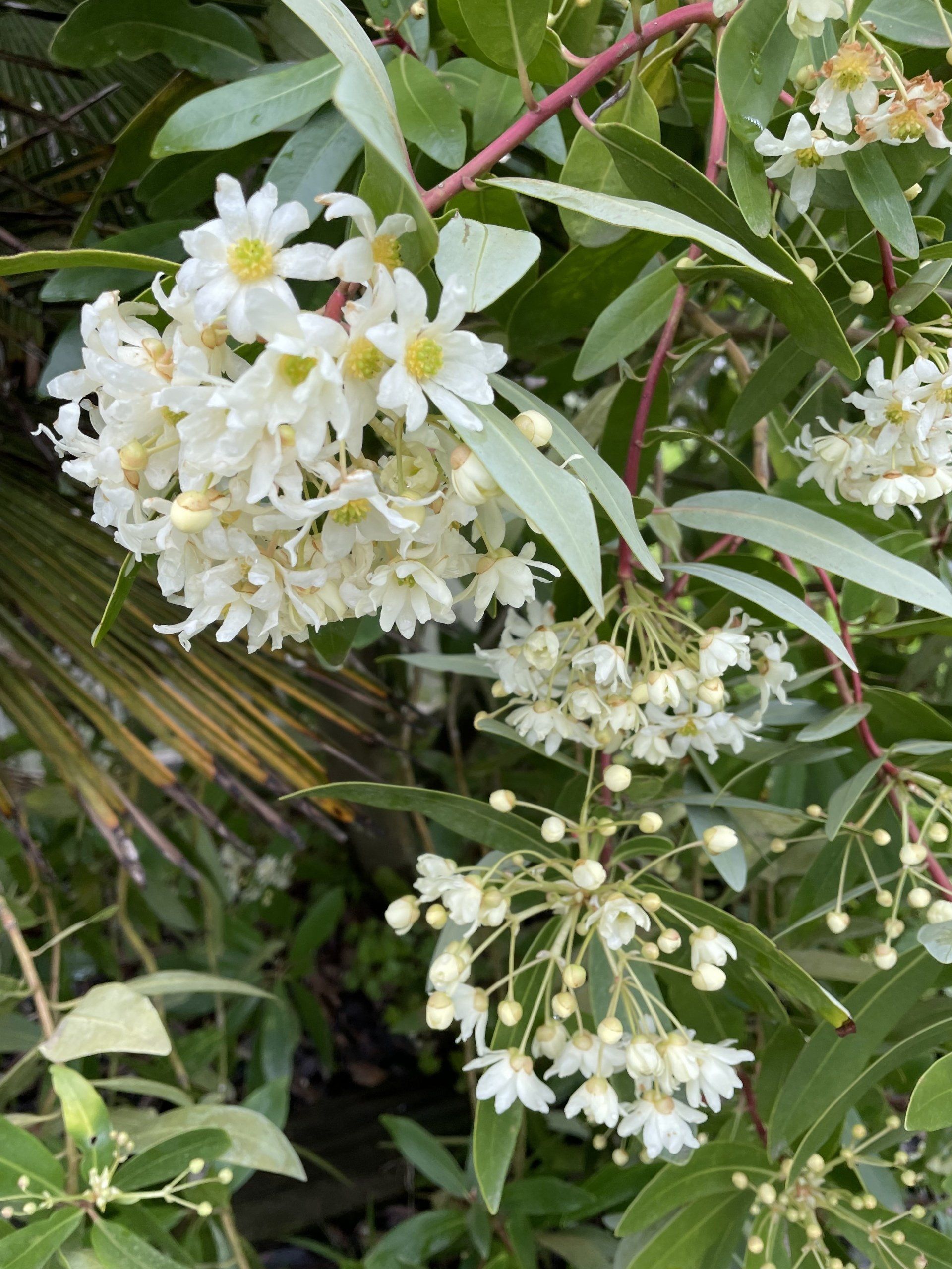 Pépinières de St-Méloir - Création d’un jardin botanique