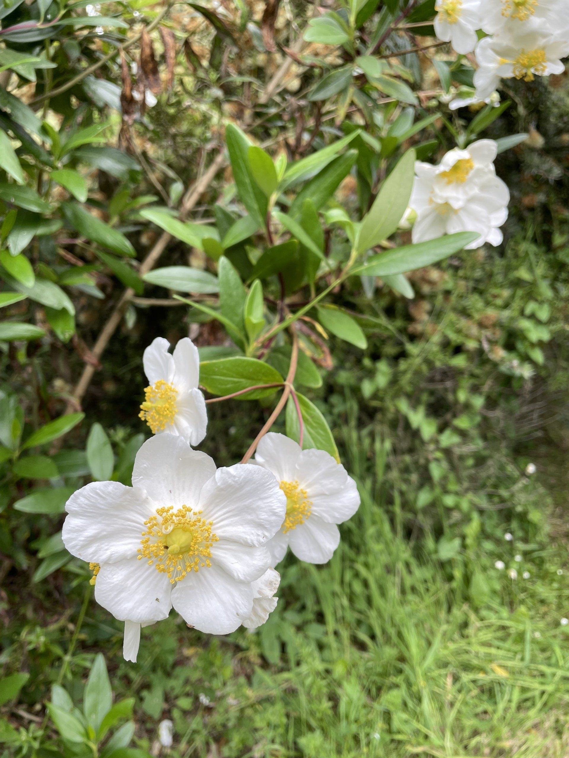 Pépinières de St-Méloir - Introduction de nouvelles espèces