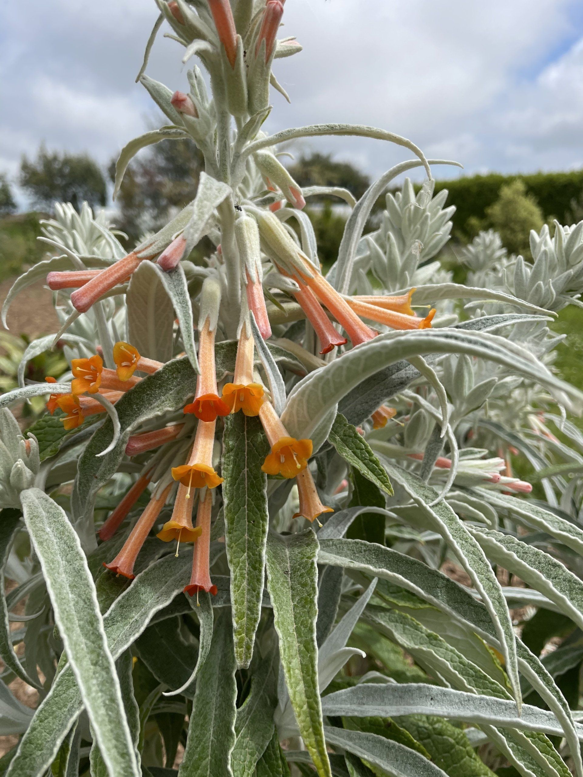 Jardin botanique Pépinières de St-Méloir