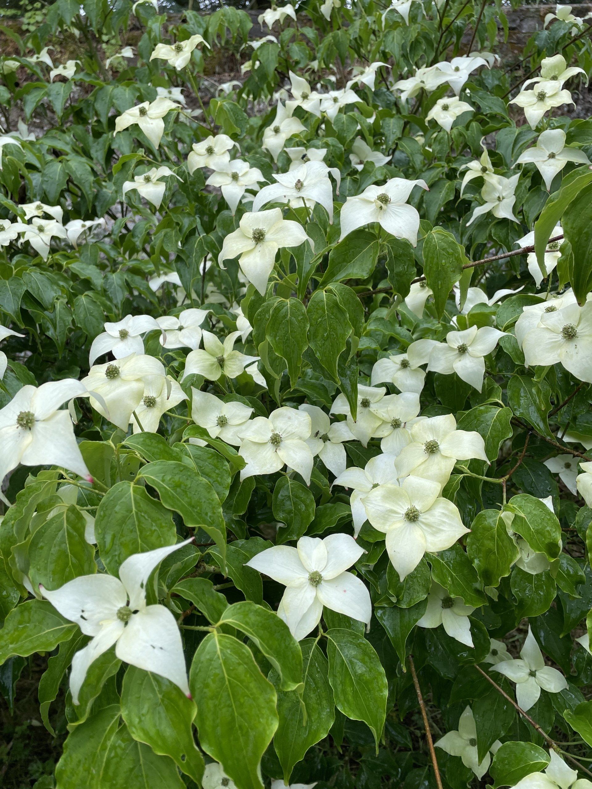 Pépinières de St-Méloir - Production et acclimatation de plantes Pépinières de St-Méloir