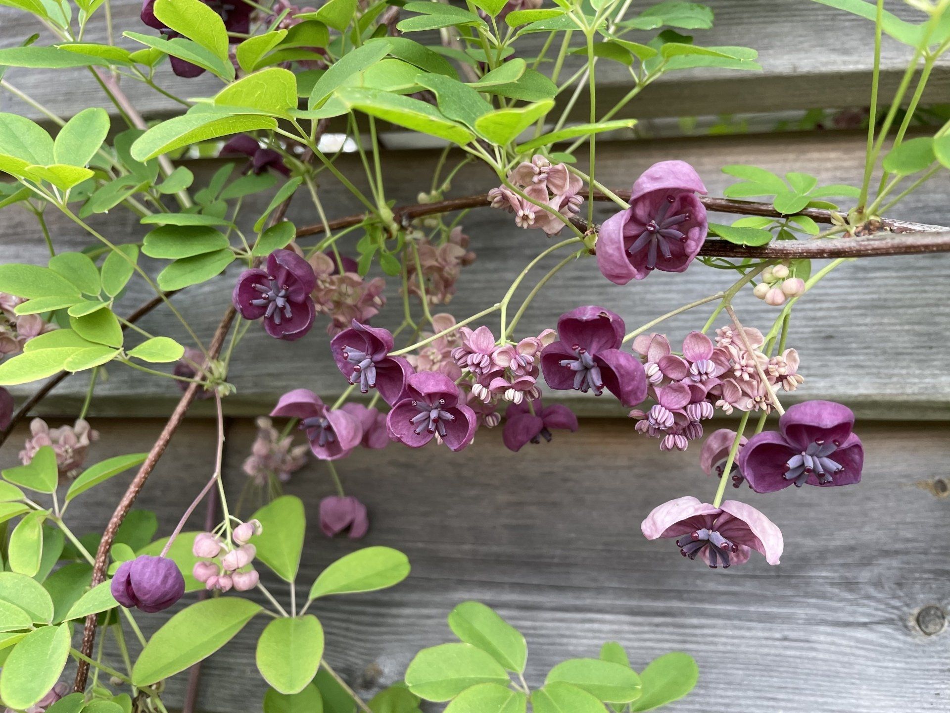 Pépinières de St-Méloir - Protection de la biodiversité