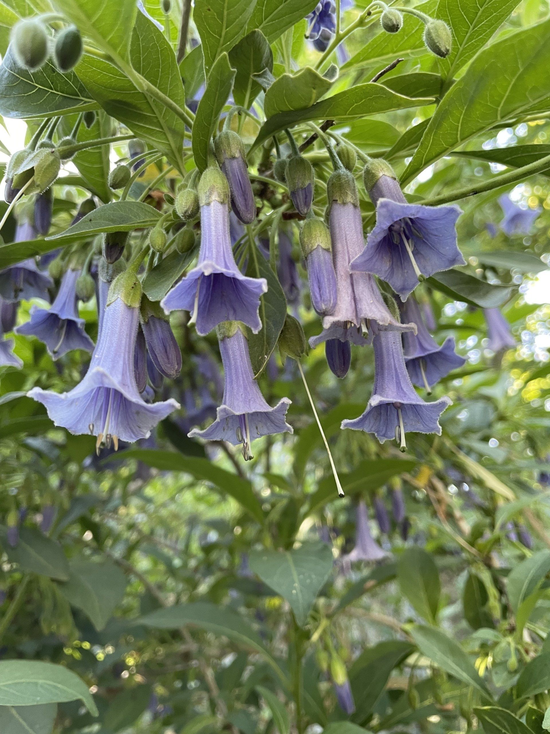 Production de végétaux - Pépinières de St-Méloir