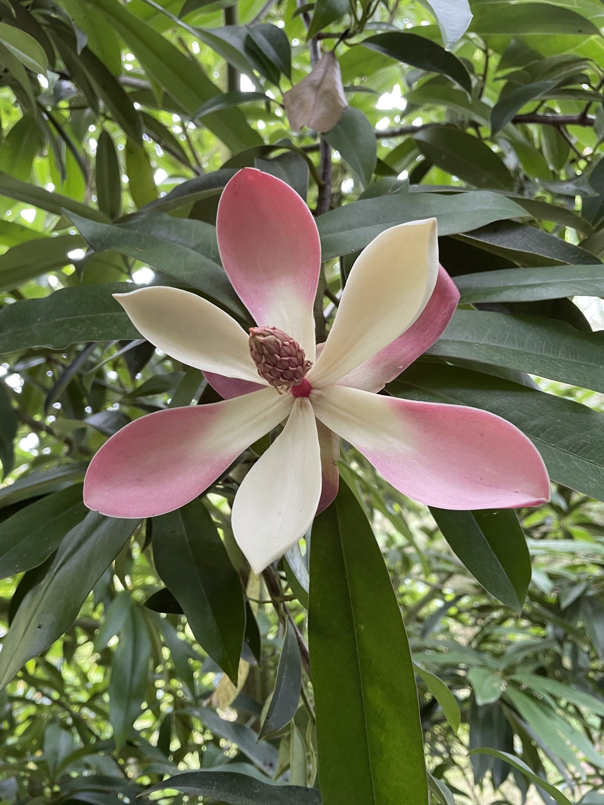 Introduction de plantes exotiques - Pépinières de St-Méloir