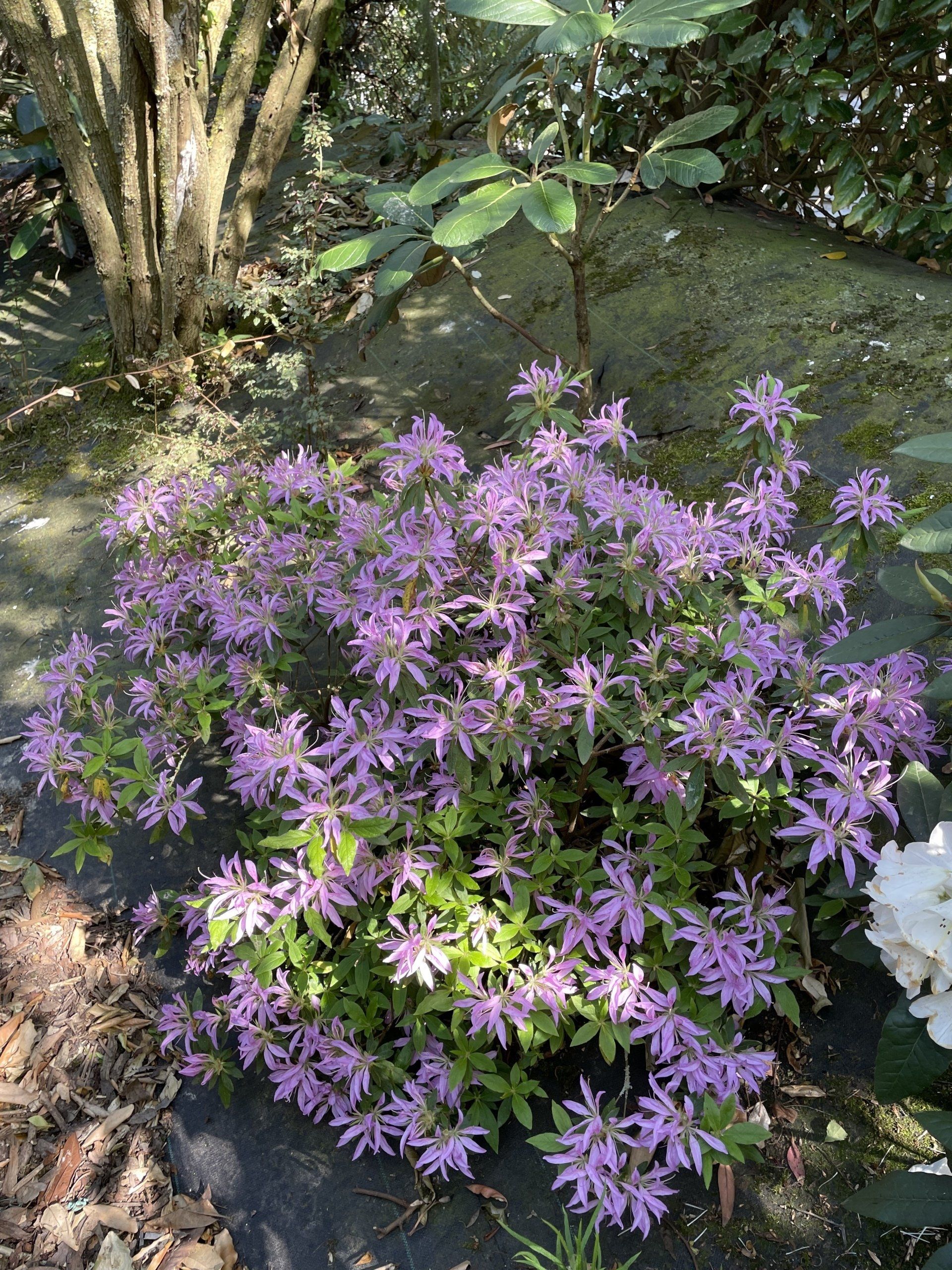 Création d’un Jardin botanique