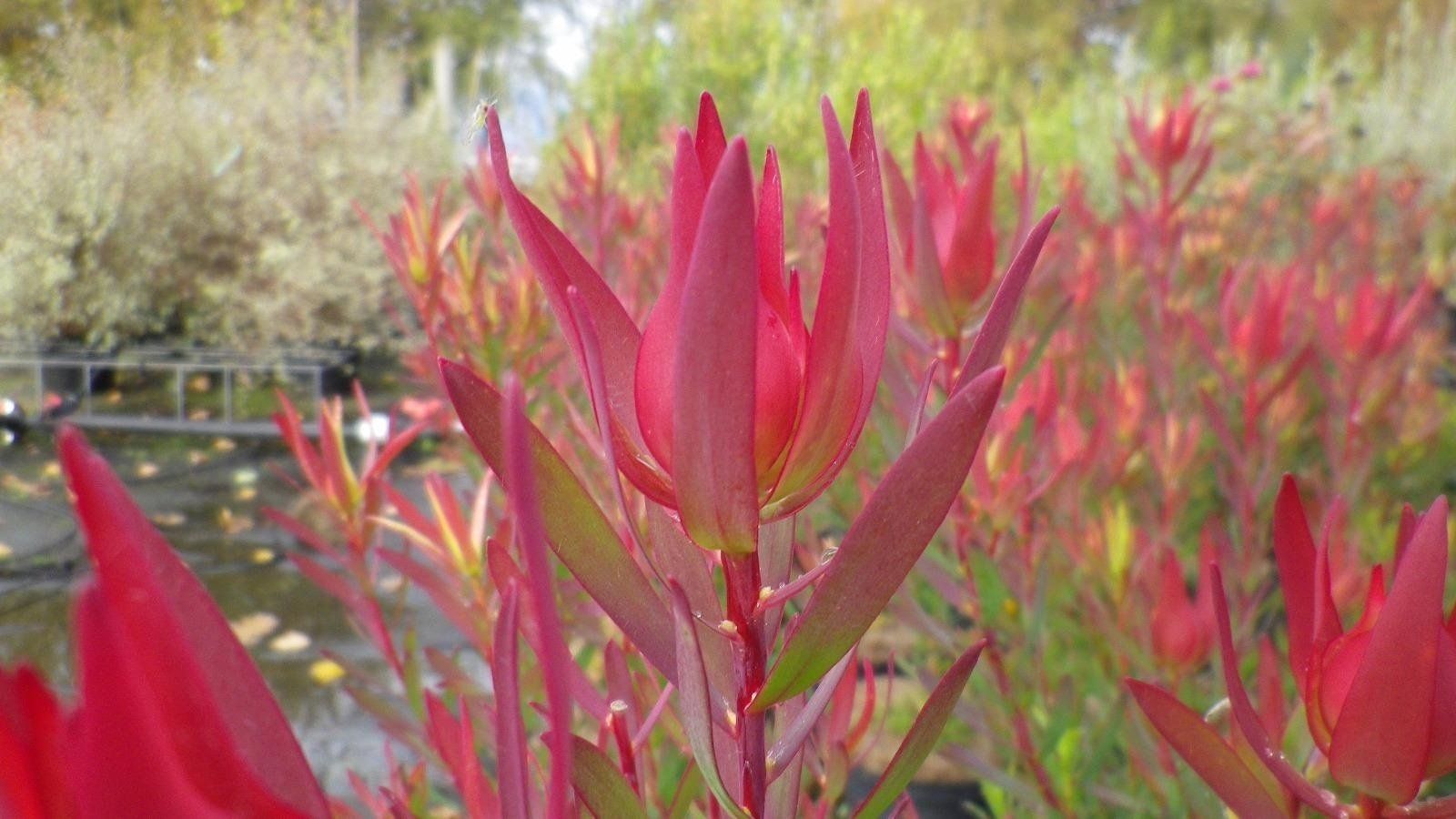 Leucadendron ''Jack Harre