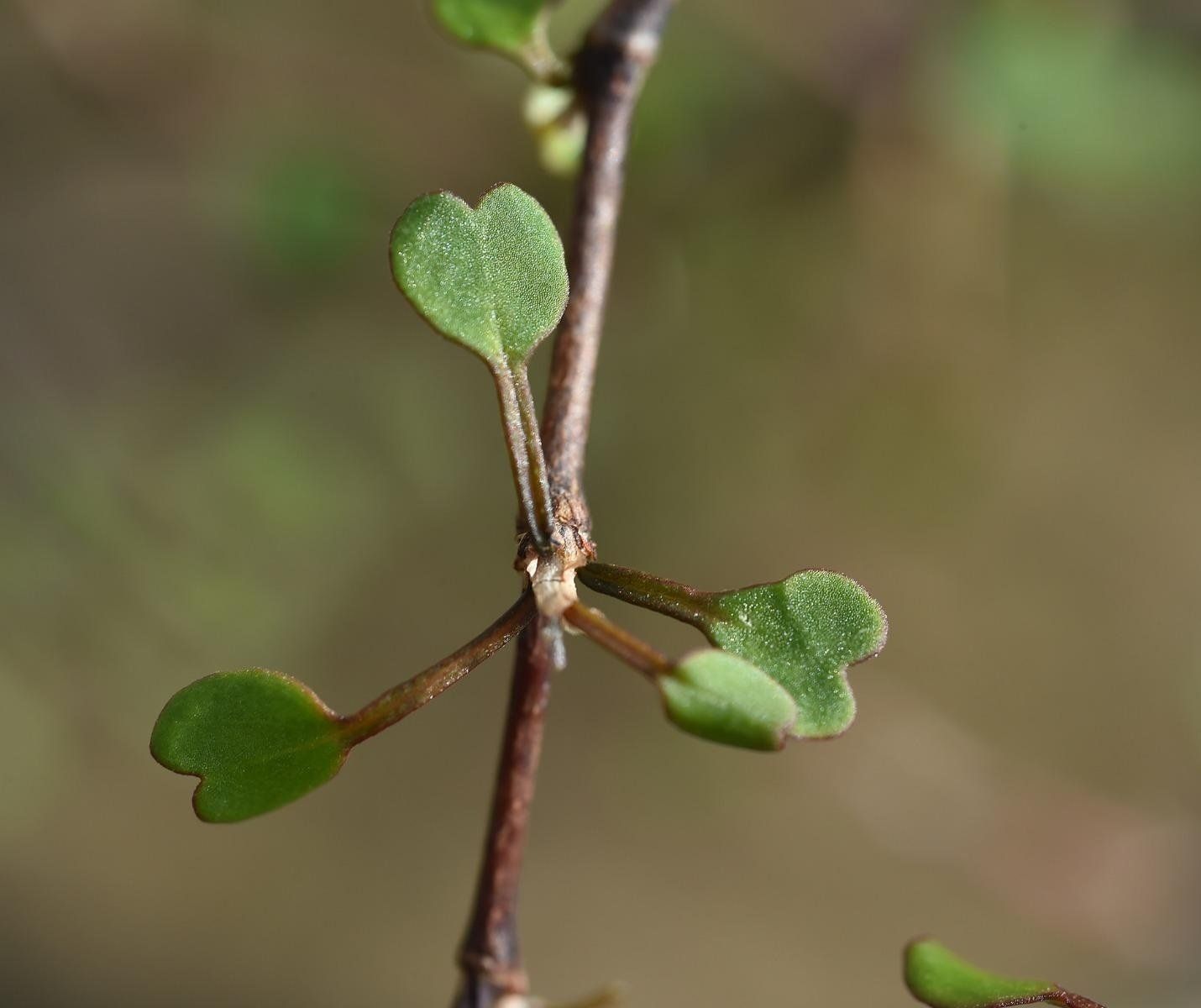 Détail feuillage du muelhenbecka astonii
