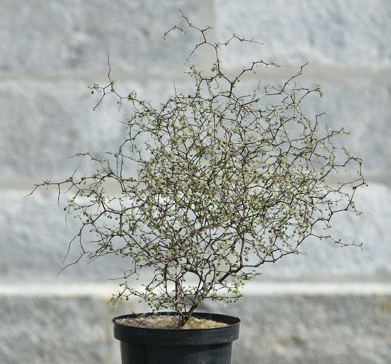 Muelhenbecka astonii
