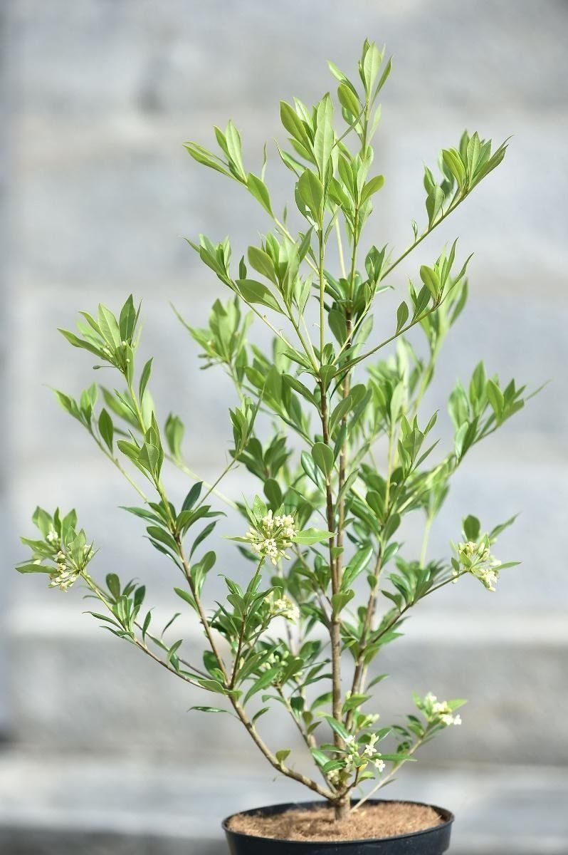 Ugni molinae Butterball