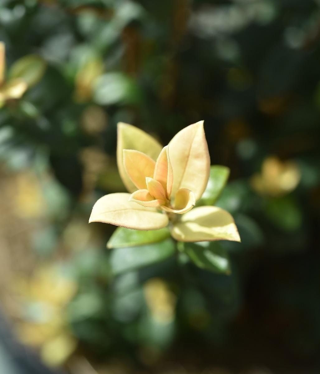 Détail jeunes pousses ugni molinae butterball