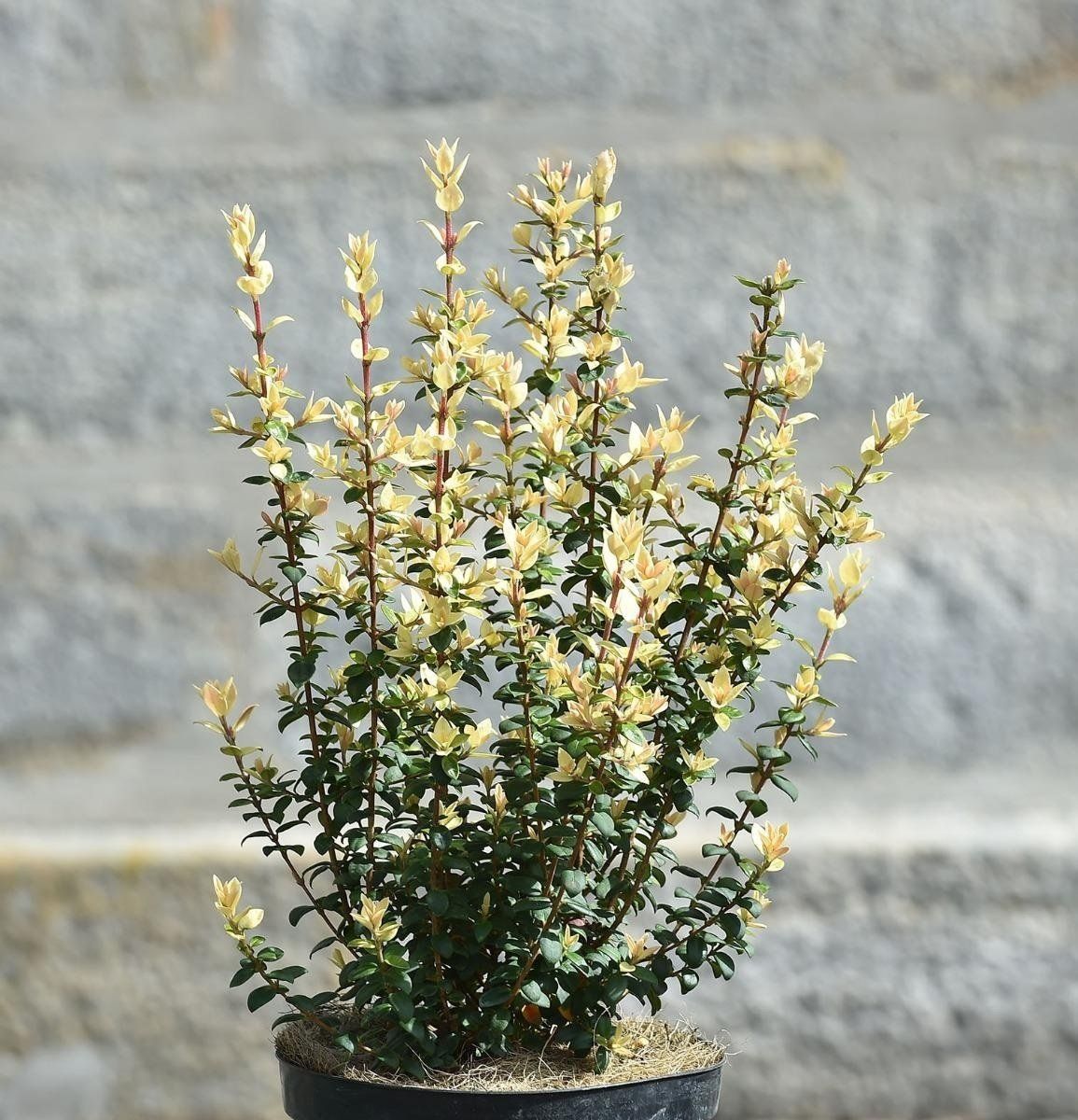 Ugni molinae Butterball