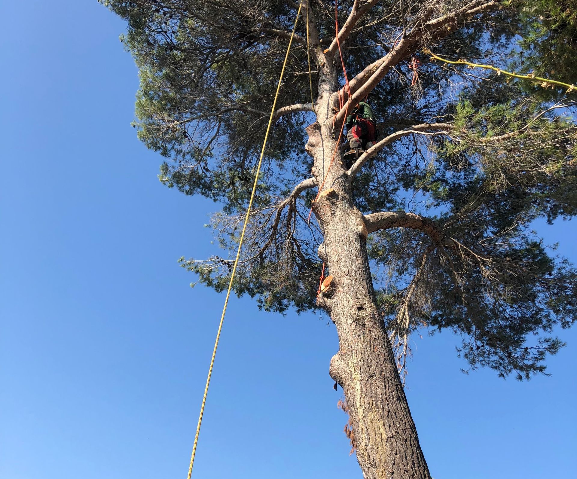 Taille d'un pin surplombant une route